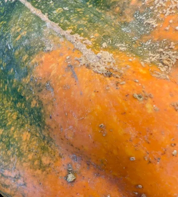 Studio macro photograph of acorn squash