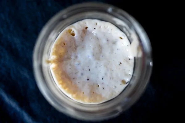 Studio macro photograph of active sourdough starter