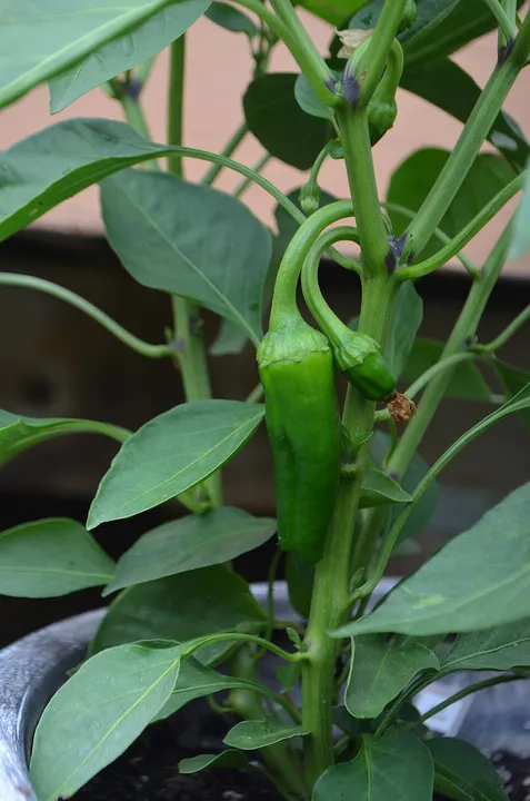 Studio macro photograph of anaheim chili