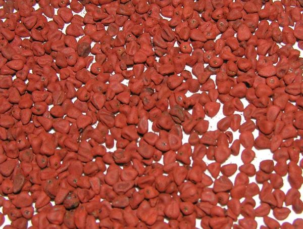 Studio macro photograph of annatto seed