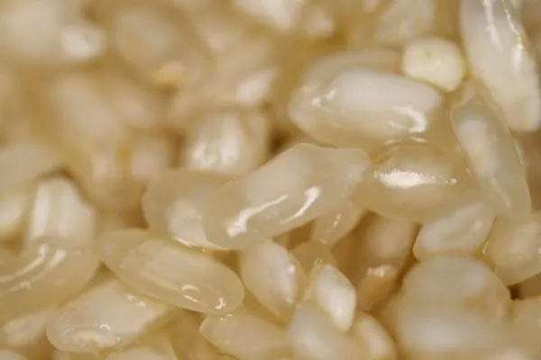 Studio macro photograph of arborio rice