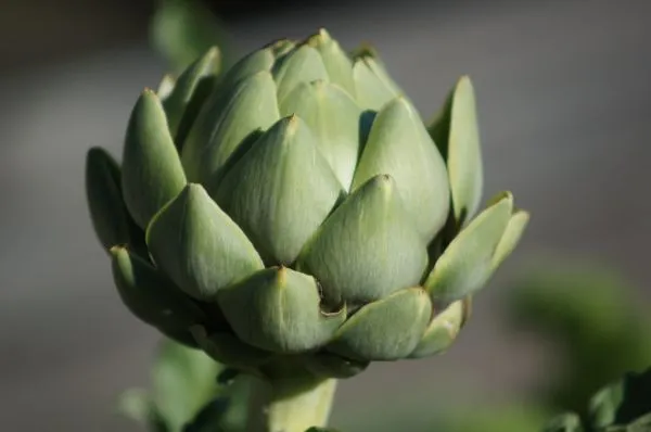 Studio macro photograph of artichoke