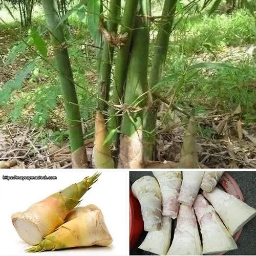 Studio macro photograph of bamboo shoots