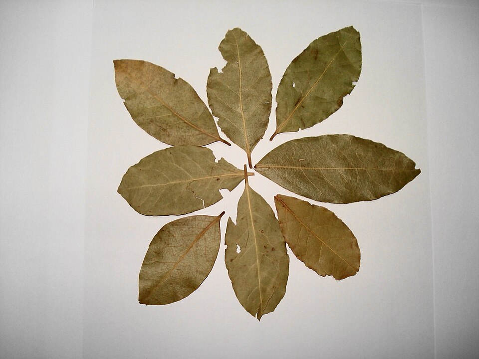 Studio macro photograph of bay leaf