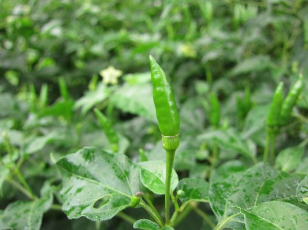 Studio macro photograph of bird's eye chili