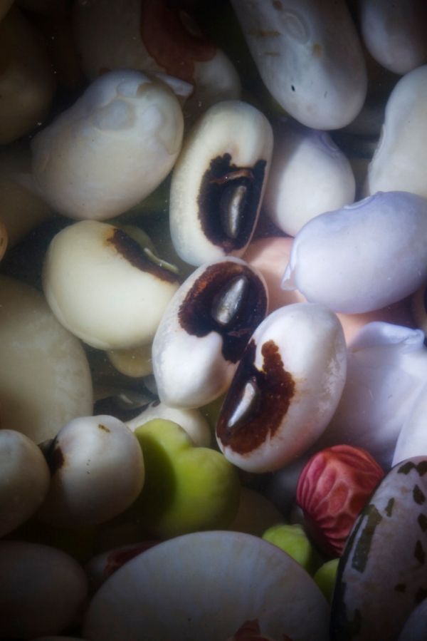 Studio macro photograph of black-eyed peas