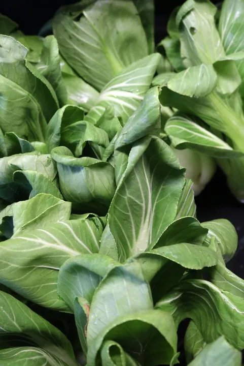 Studio macro photograph of bok choy