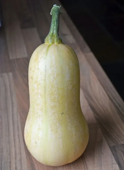 Studio macro photograph of butternut squash
