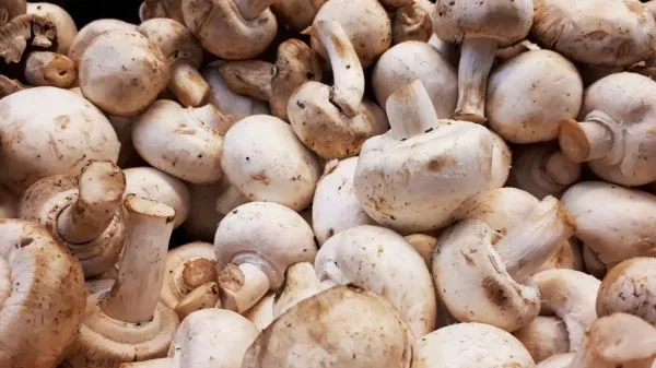 Studio macro photograph of button mushroom