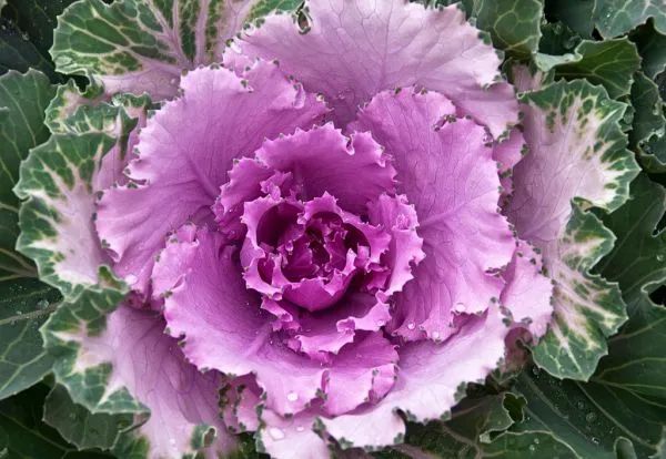Studio macro photograph of cabbage