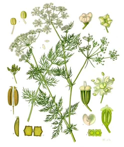 Studio macro photograph of caraway seed