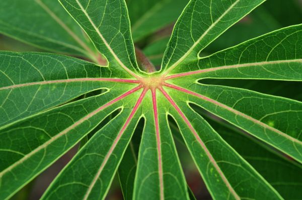 Studio macro photograph of cassava