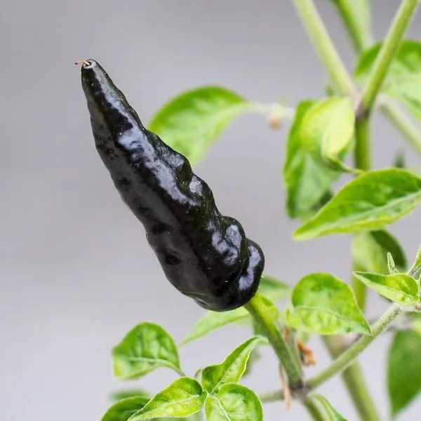 Studio macro photograph of chili