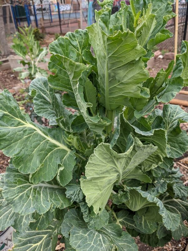 Studio macro photograph of collard greens