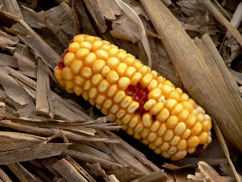 Studio macro photograph of corn