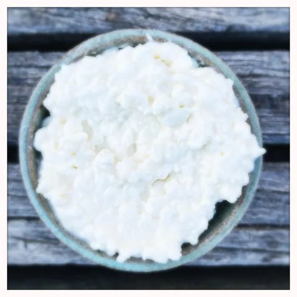 Studio macro photograph of cottage cheese