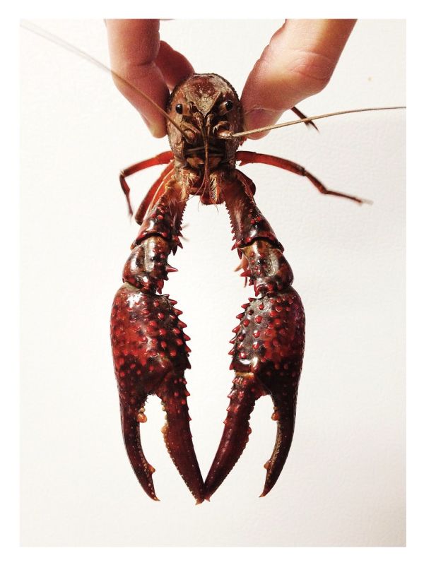 Studio macro photograph of crawfish