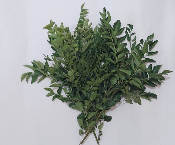 Studio macro photograph of curry leaves