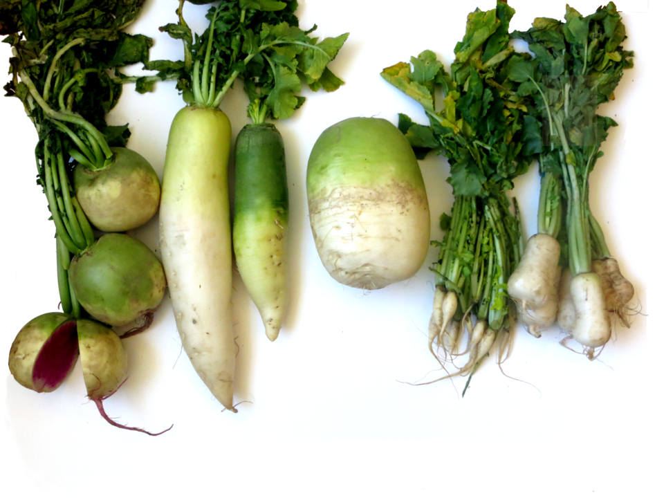 Studio macro photograph of daikon radish