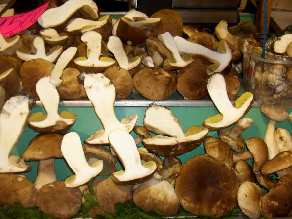 Studio macro photograph of dried porcini mushrooms
