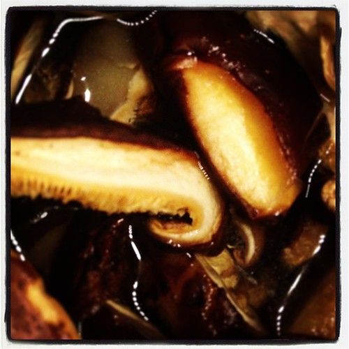Studio macro photograph of dried shiitake mushrooms
