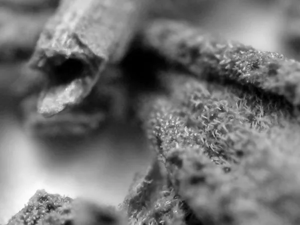 Studio macro photograph of dried thyme