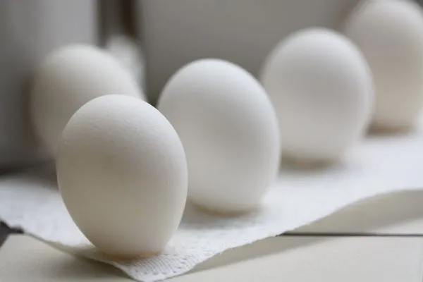 Studio macro photograph of egg