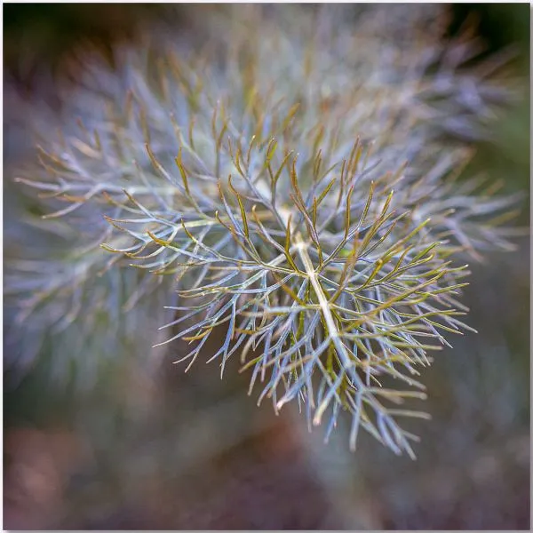 Studio macro photograph of fennel