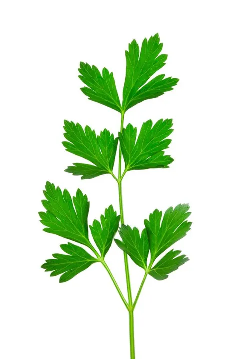 Studio macro photograph of fresh flat-leaf parsley