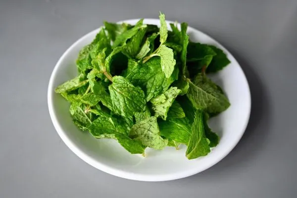 Studio macro photograph of fresh mint leaves