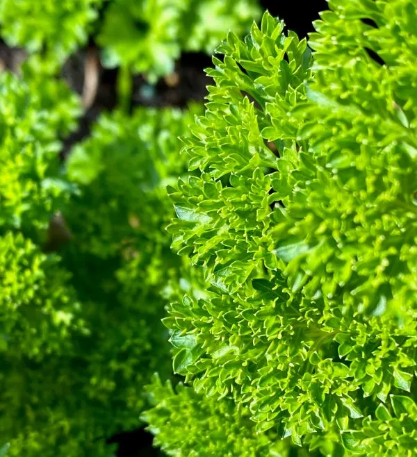 Studio macro photograph of fresh parsley
