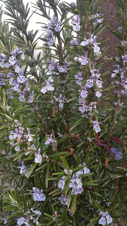Studio macro photograph of fresh rosemary