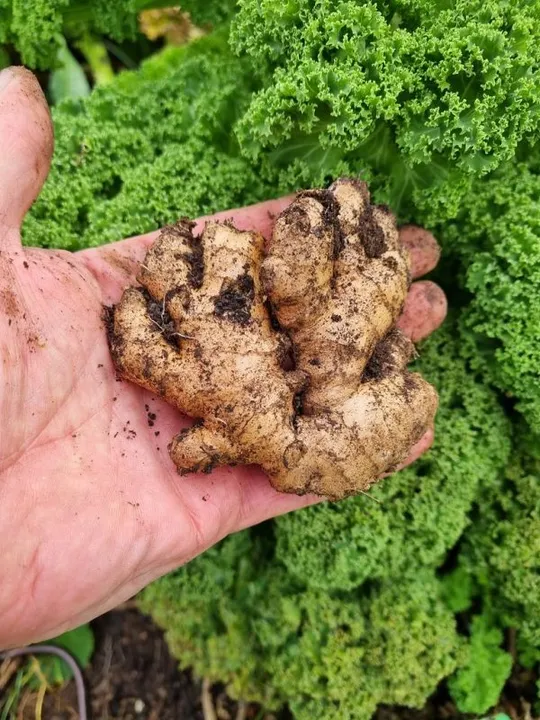 Studio macro photograph of ginger root