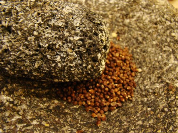 Studio macro photograph of grains of paradise