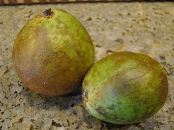 Studio macro photograph of guava