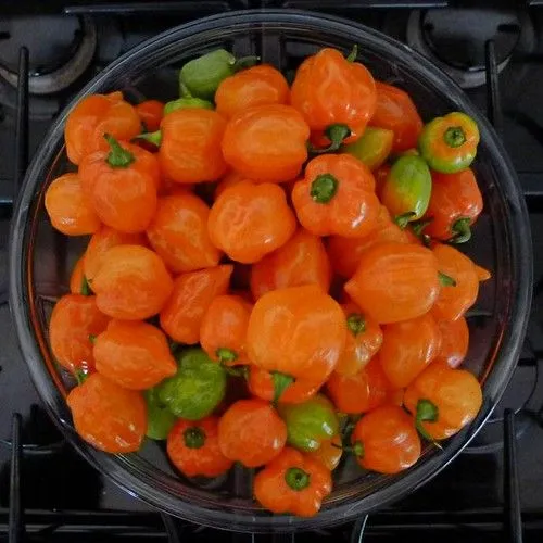 Studio macro photograph of habanero pepper