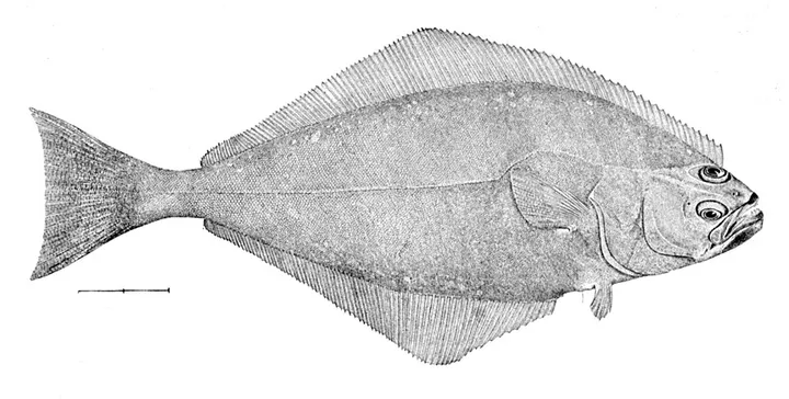 Studio macro photograph of halibut