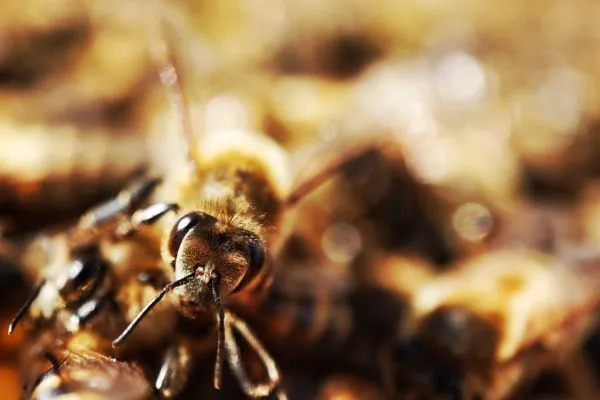 Studio macro photograph of honey