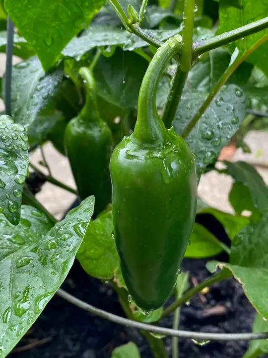 Studio macro photograph of jalapeño pepper