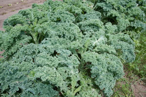 Studio macro photograph of kale