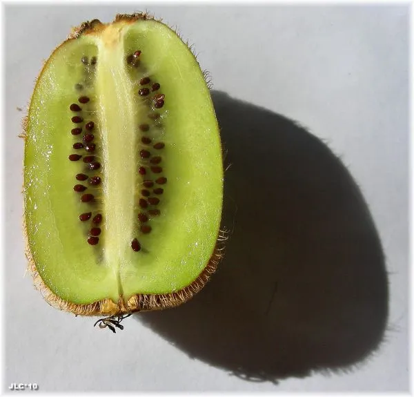 Studio macro photograph of kiwi