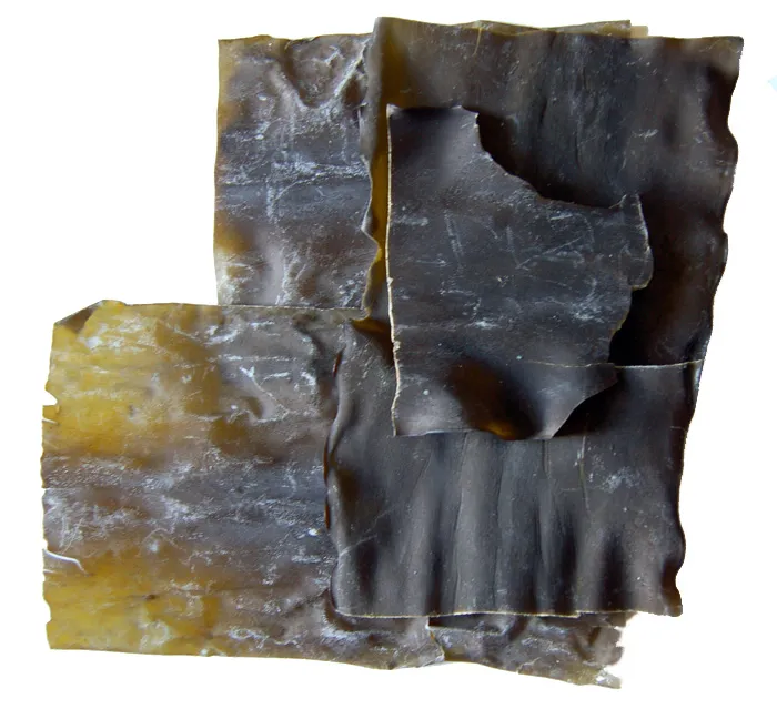 Studio macro photograph of kombu