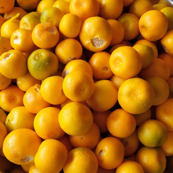 Studio macro photograph of kumquat