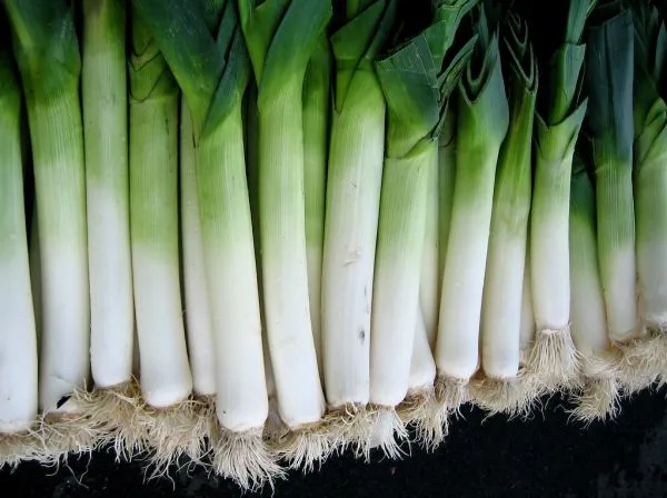Studio macro photograph of leek