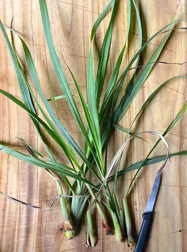 Studio macro photograph of lemongrass
