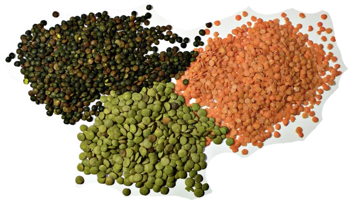 Studio macro photograph of lentil