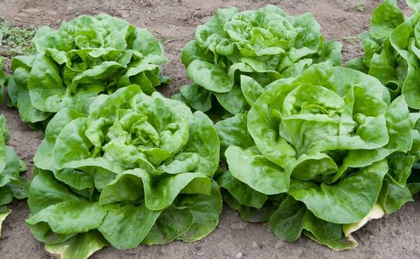 Studio macro photograph of lettuce