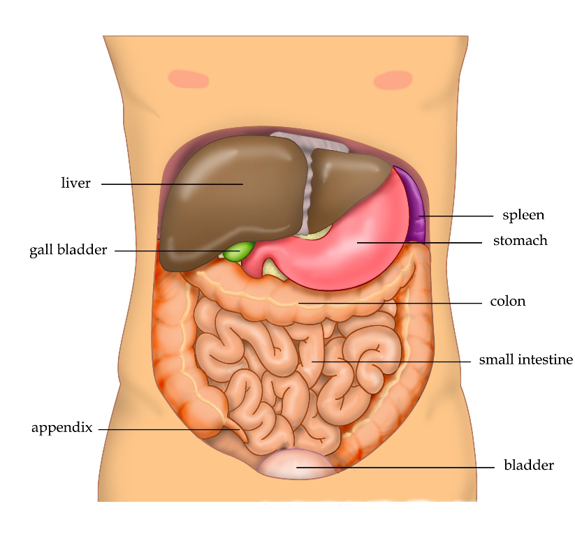 Studio macro photograph of liver