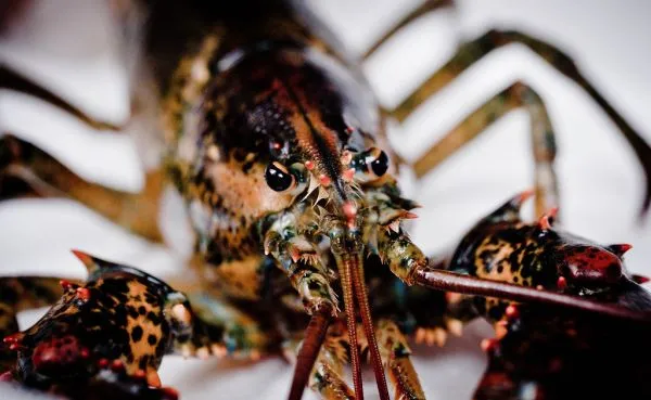 Studio macro photograph of lobster