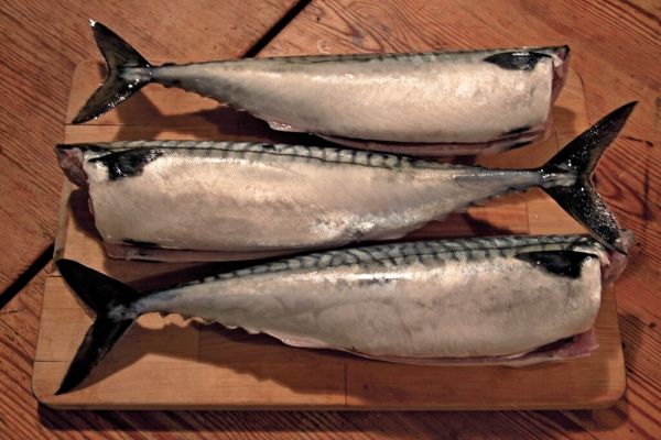 Studio macro photograph of mackerel